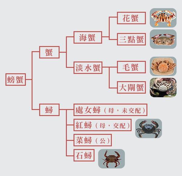 螃蟹怎么挑选公母 一次教你如何挑蟹、吃蟹秘诀